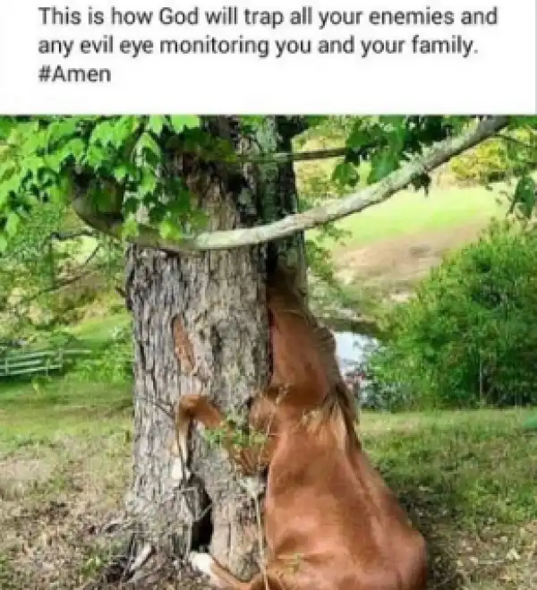 Photo See How God Will TRAP All Your Enemies [See Photo]